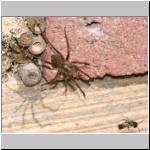 Tegenaria atrica - Grosse Winkelspinne 01 mit Osmia bicornis - Mauerbienenmaennchen.jpg